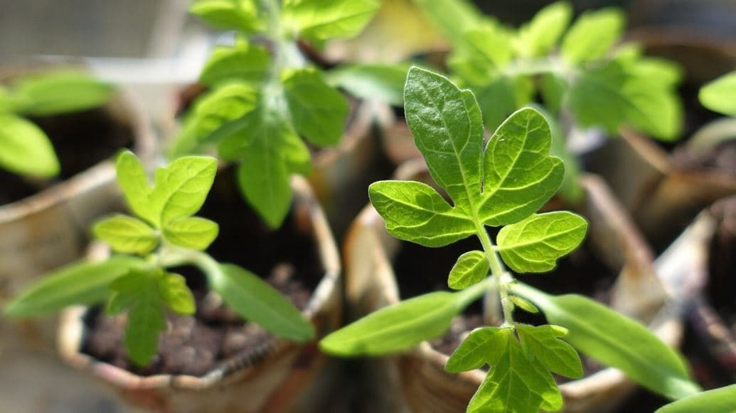 Plantes.JPG