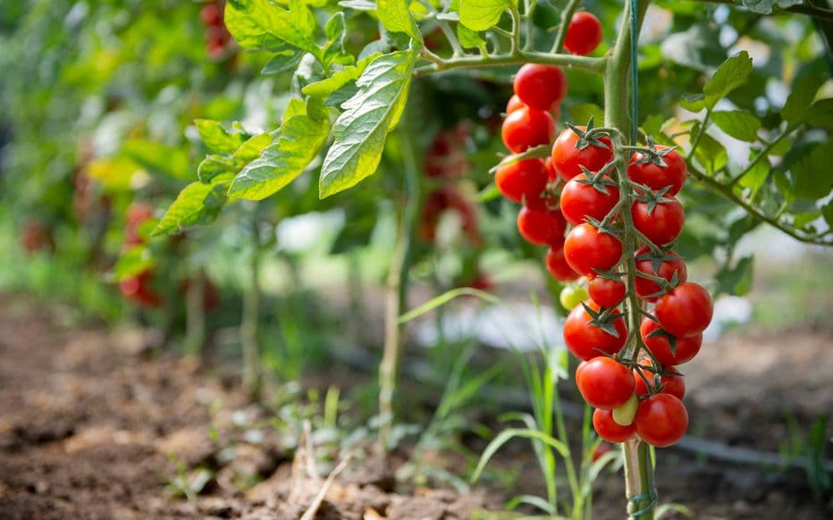 tomates.jpg