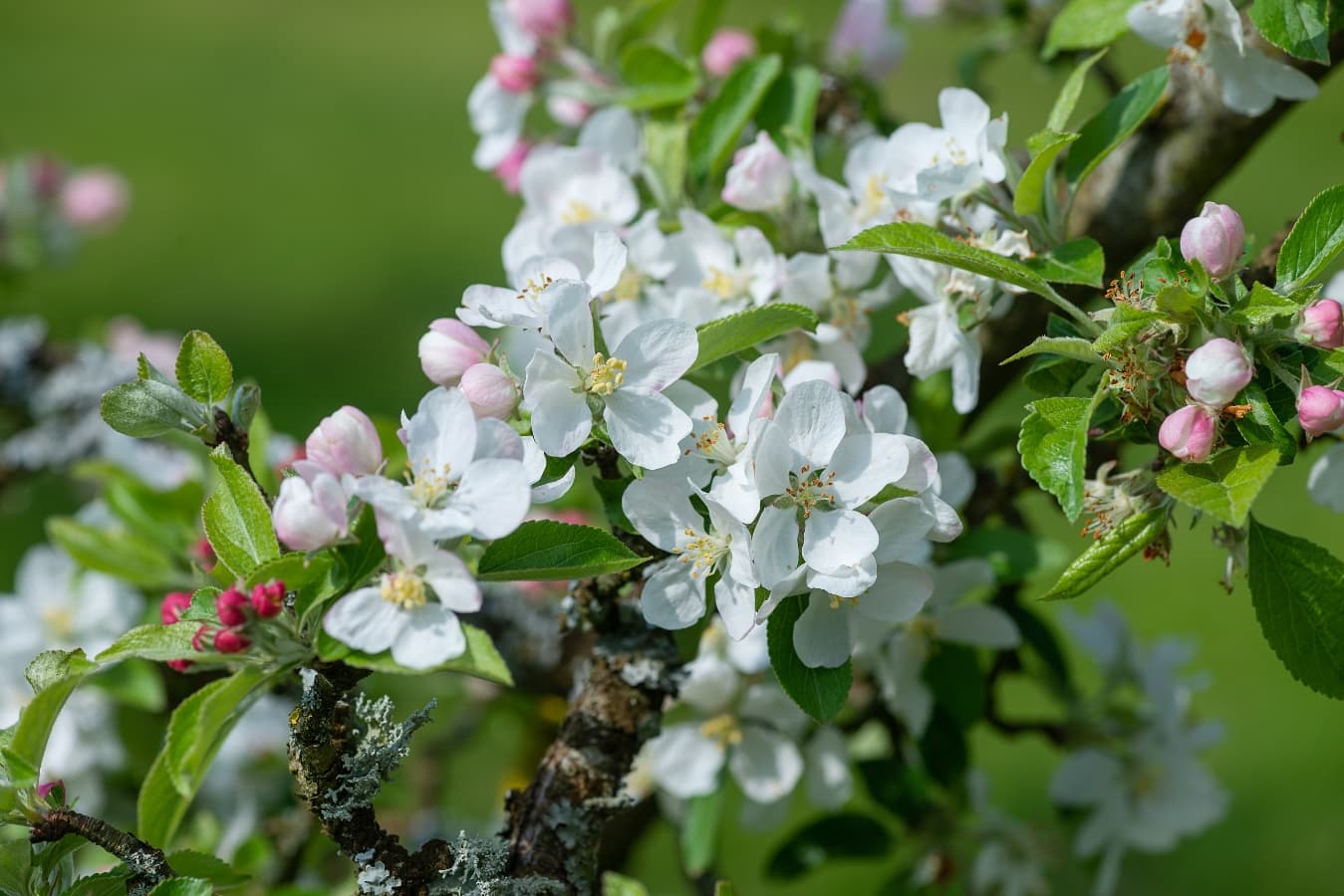 Fleur de pommier