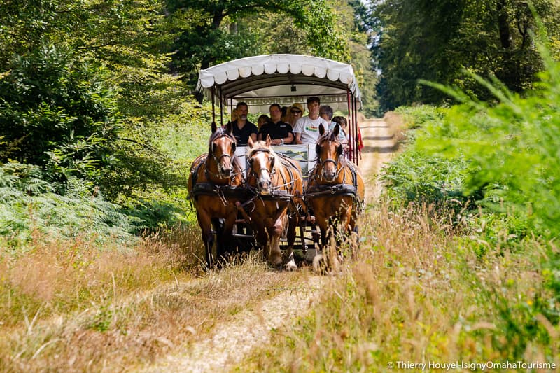 ©Thierry Houyel-attelage foret-11