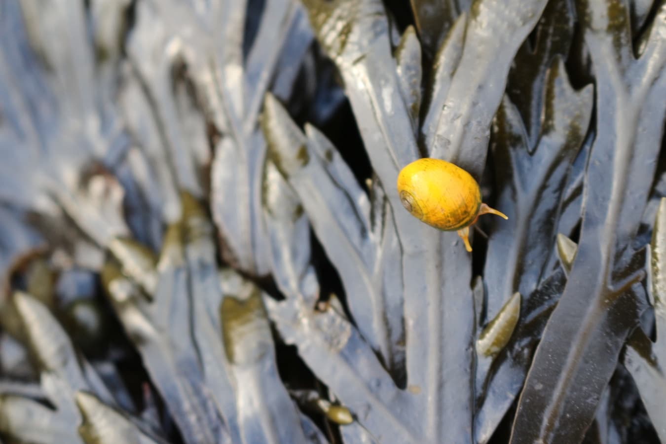 Littorine Obtuse jaune