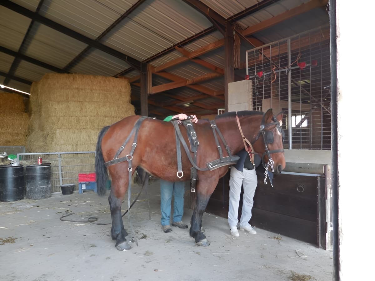 L'Ecurie de la Ferme Calèche