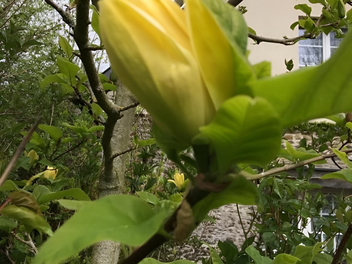 Les Magnolias