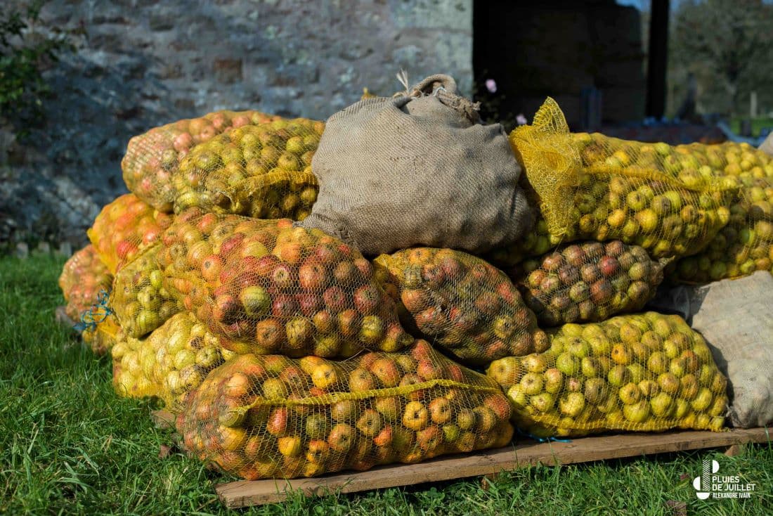 Récolte de pommes