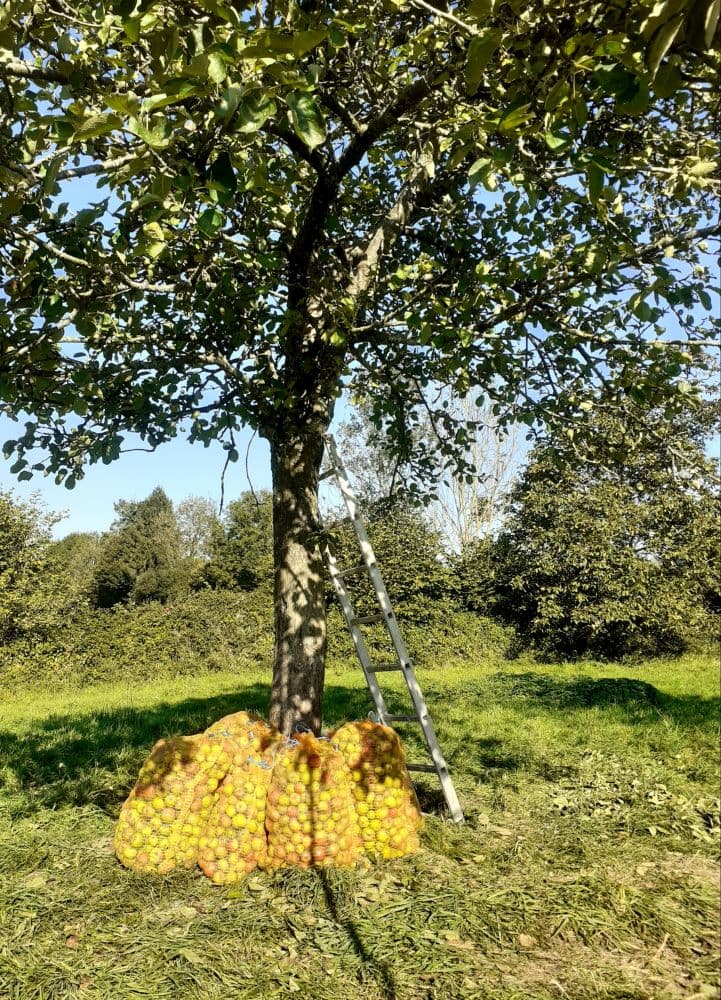 Récolte de pommes