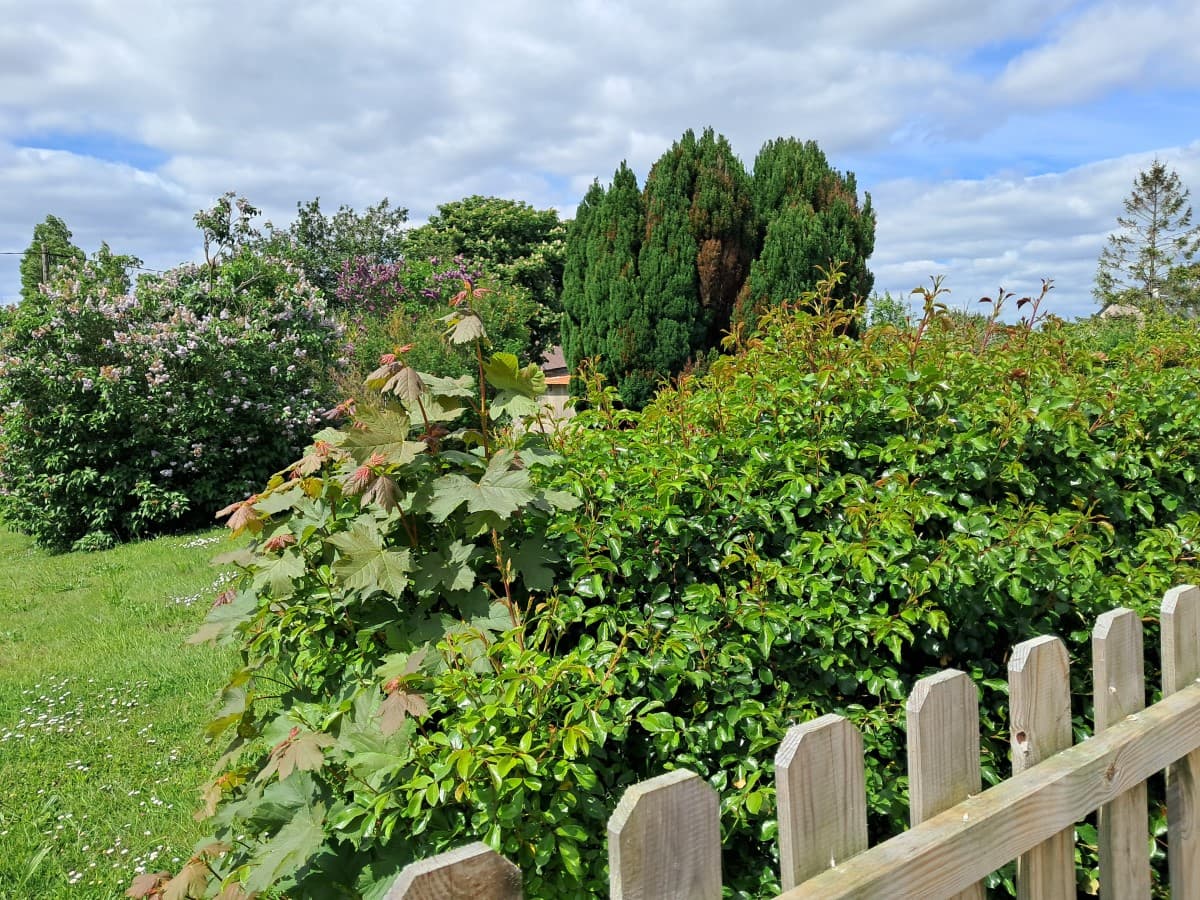 portbail-lila-rose-12