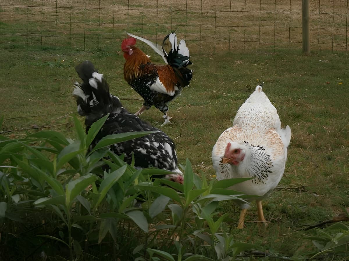 Aux Trois Petites Poules