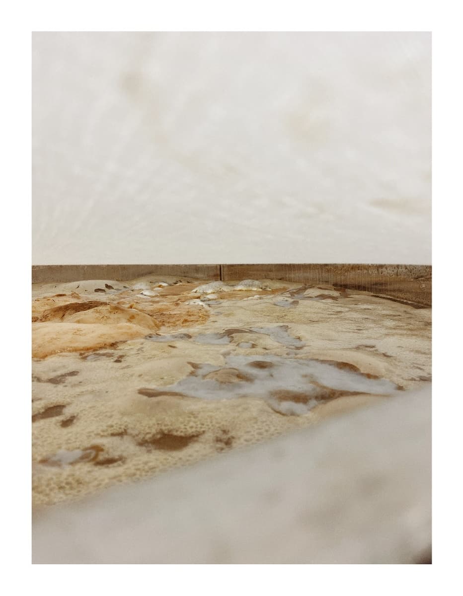 Mère de kombucha