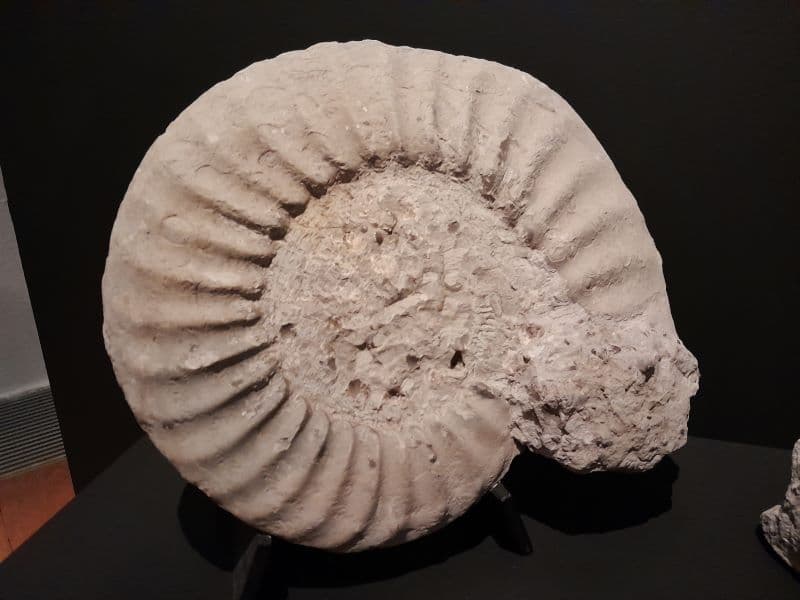 Ammonite