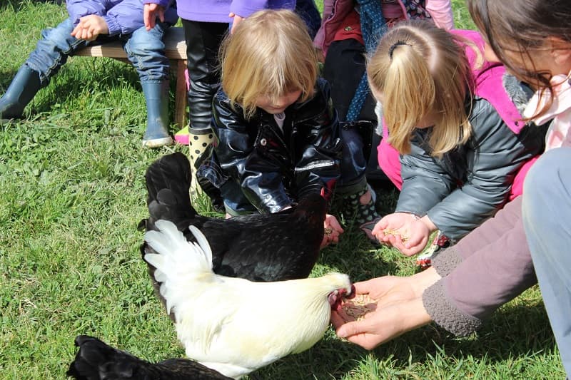 Anim-enfant-animaux-poule3-groupe