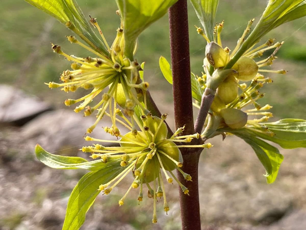 Aronia en fleurs