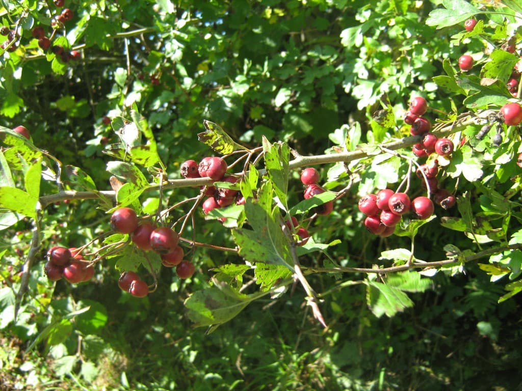 CPIE_Aubépine (Medium)