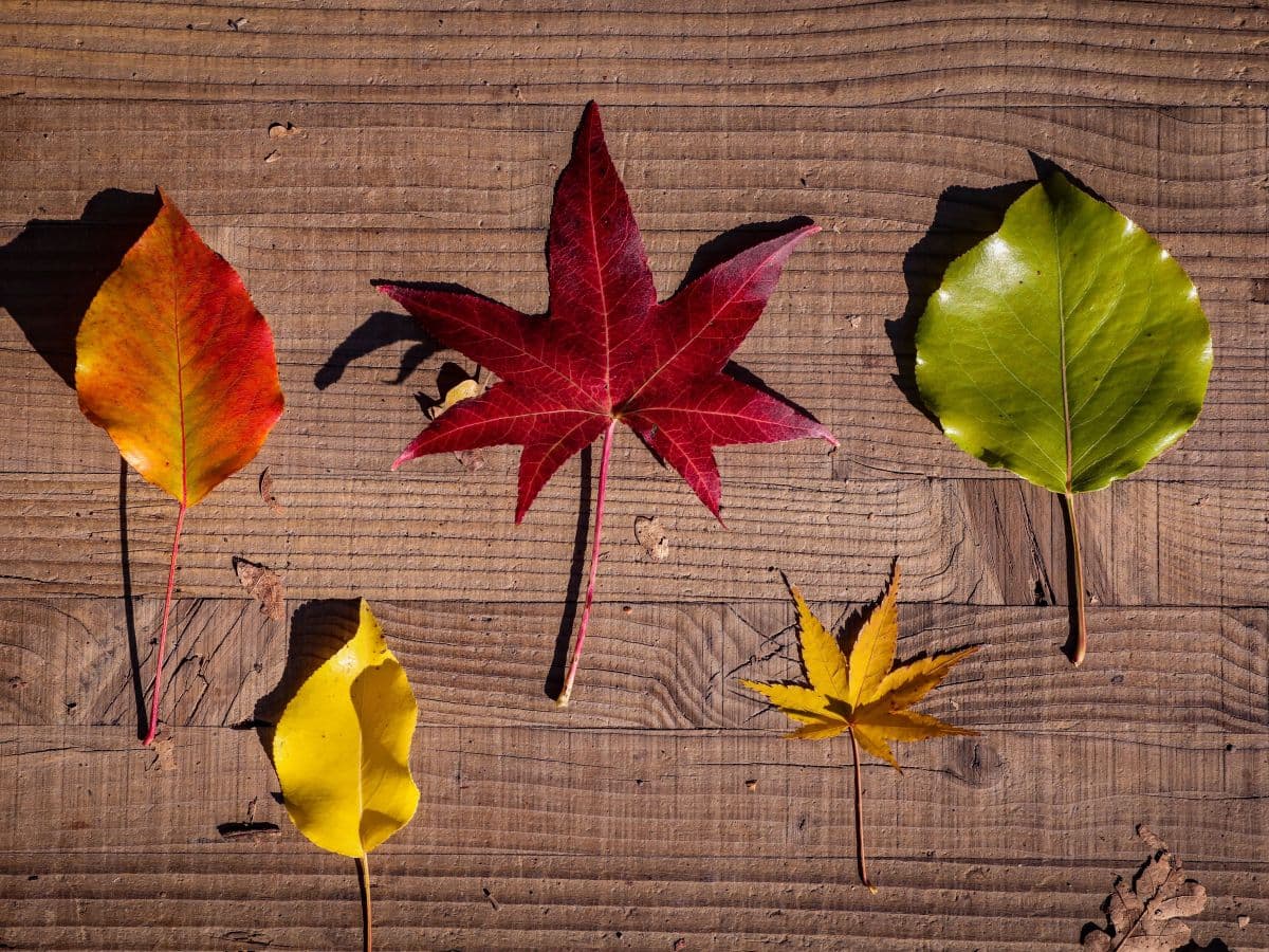Automne2