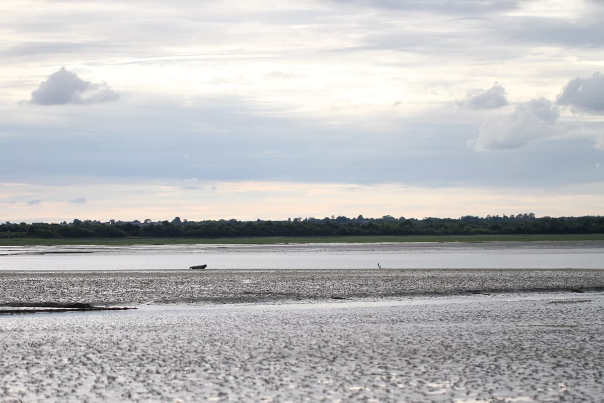 BAIE_DES_VEYS_OISEAUX_PHOQUES