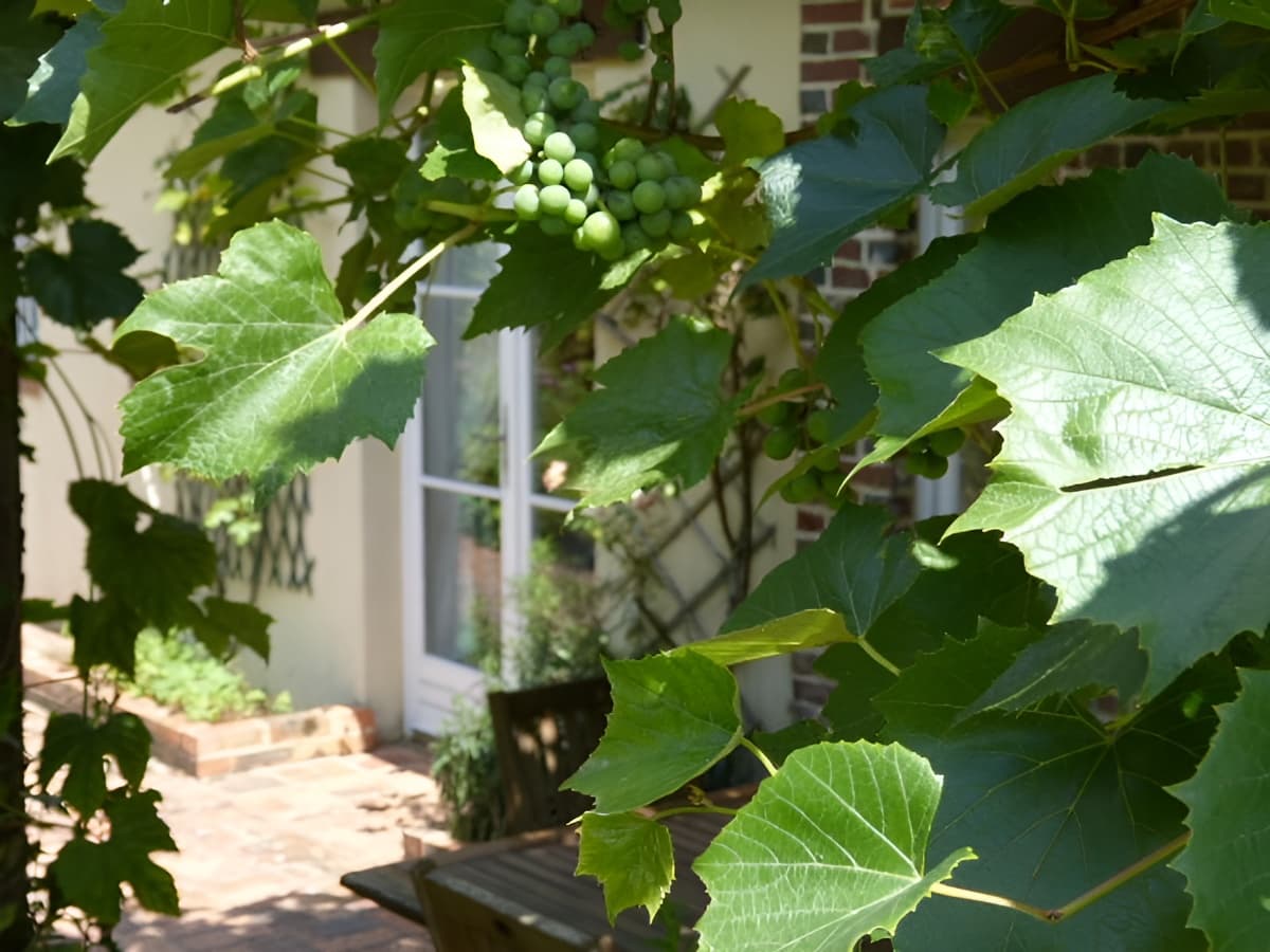 Pergola