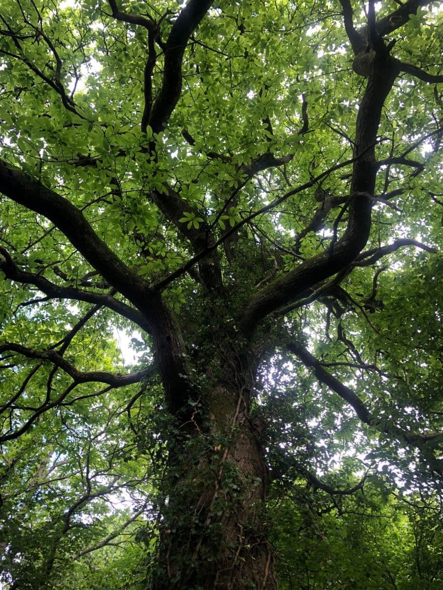 CH_LP_CRAIG_arbre2