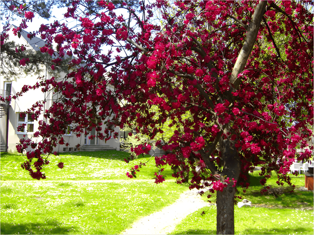 CPCV-jardin-TIS