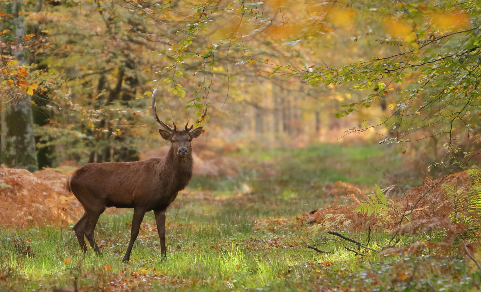 Cerf forêt de Cerisy
