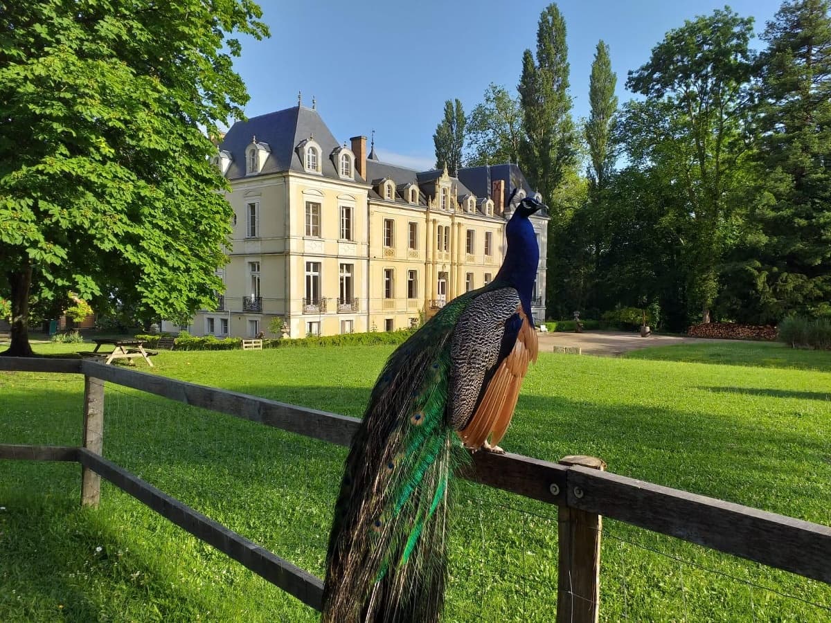 Chateau et paon©Domaine de Ouezy