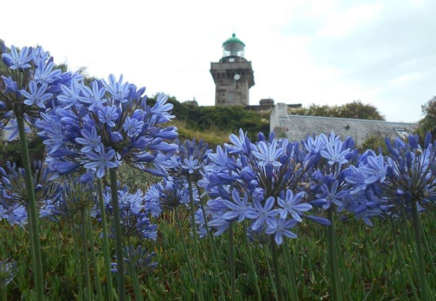 Chausey - Phare au travers des agapanthes
