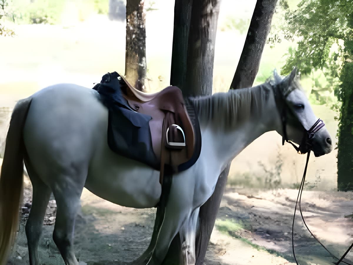 Cheval et selle