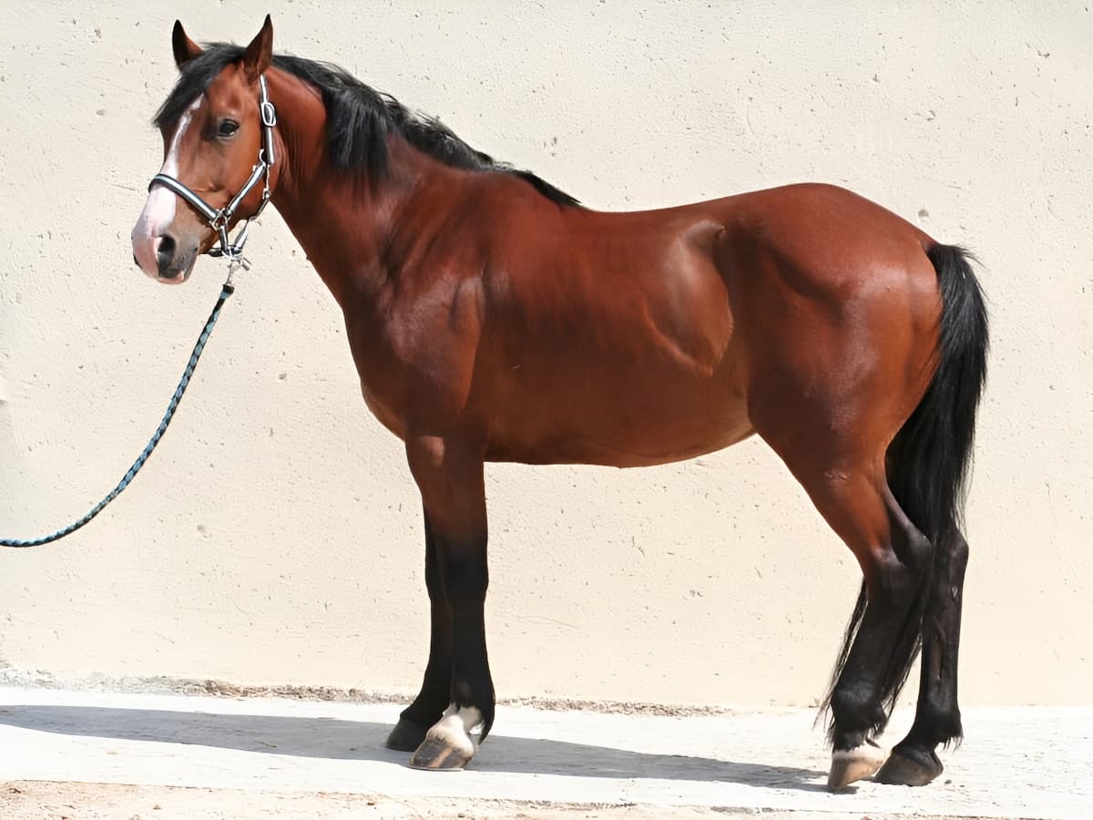 Cheval Ecuries Les Embruns Calvados