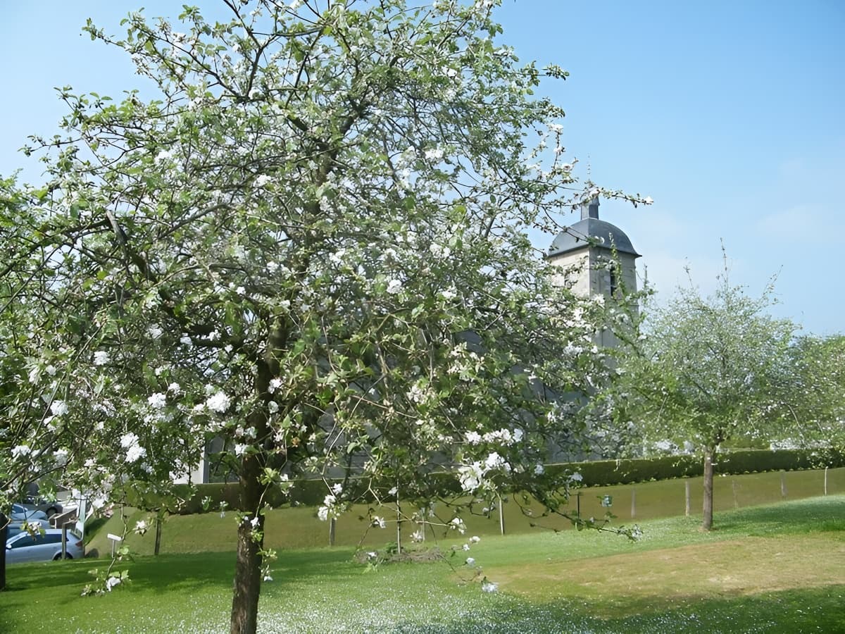 Pommiers à Le Mesnil-Caussois