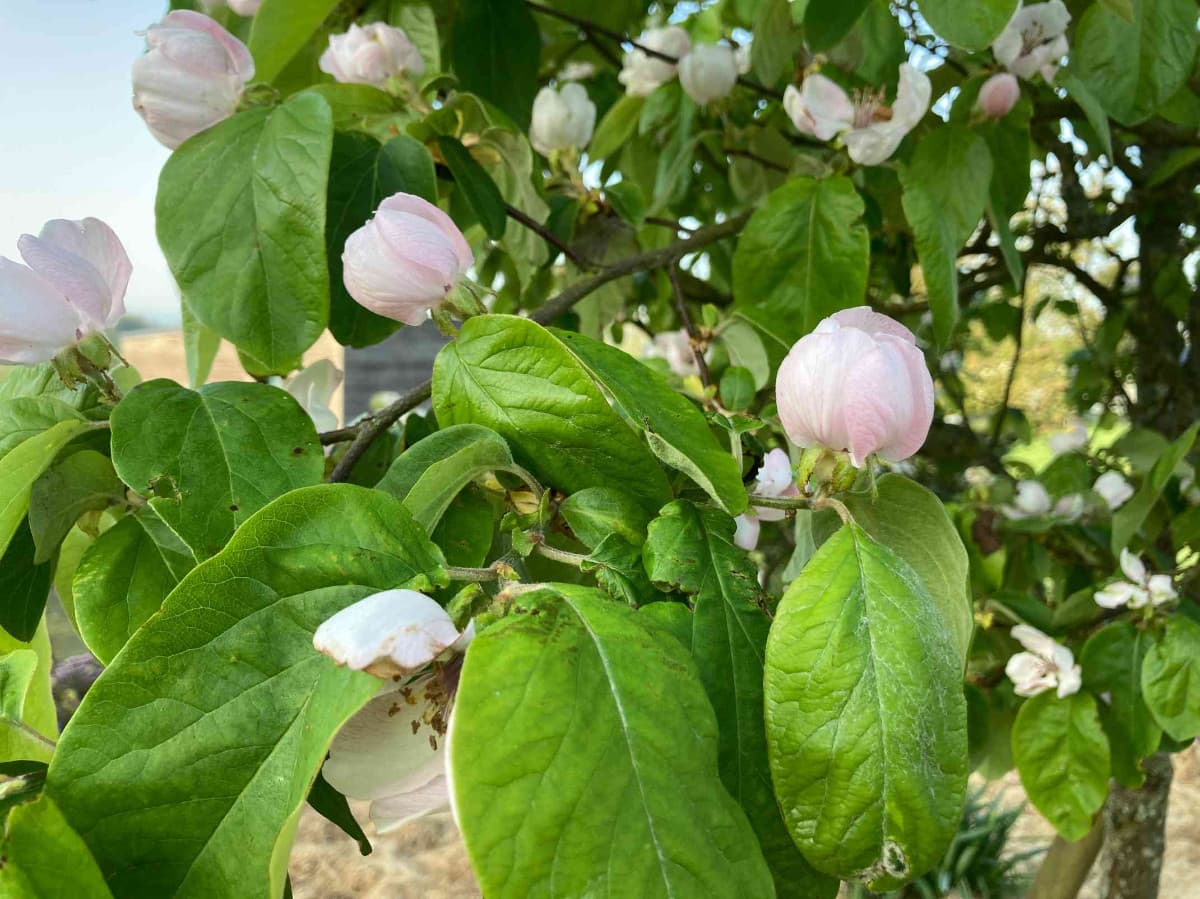 Cognassier en fleurs