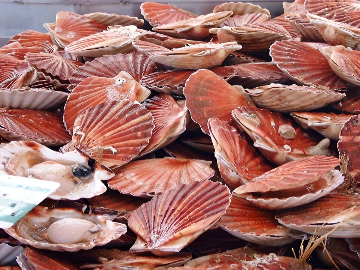 Coquilles St Jacques - Port en Bessin