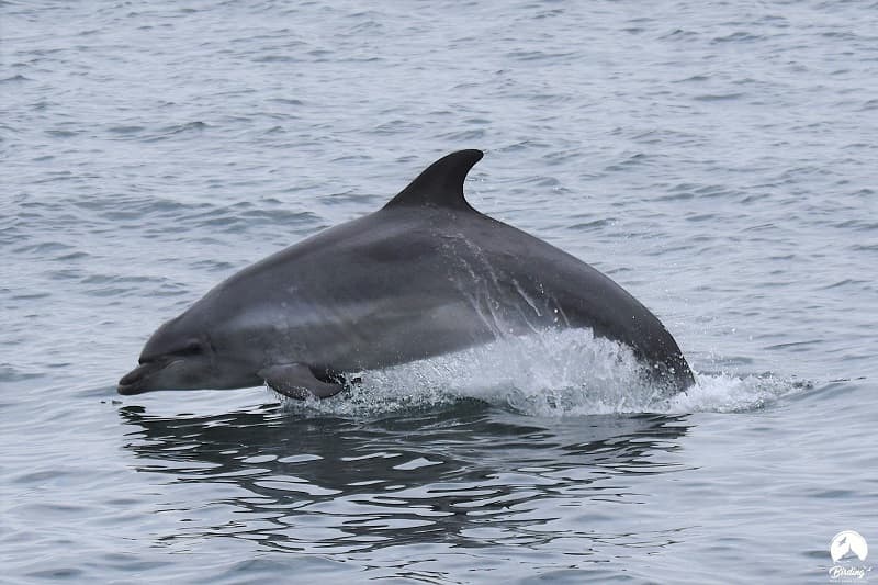 Croisière Faune Marine