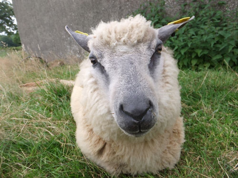 Moutons avranchins