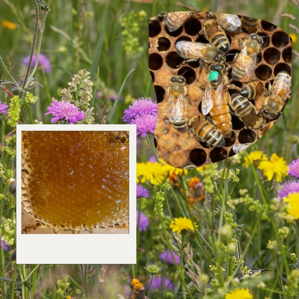 Les Abeilles du Lieu-Rémy