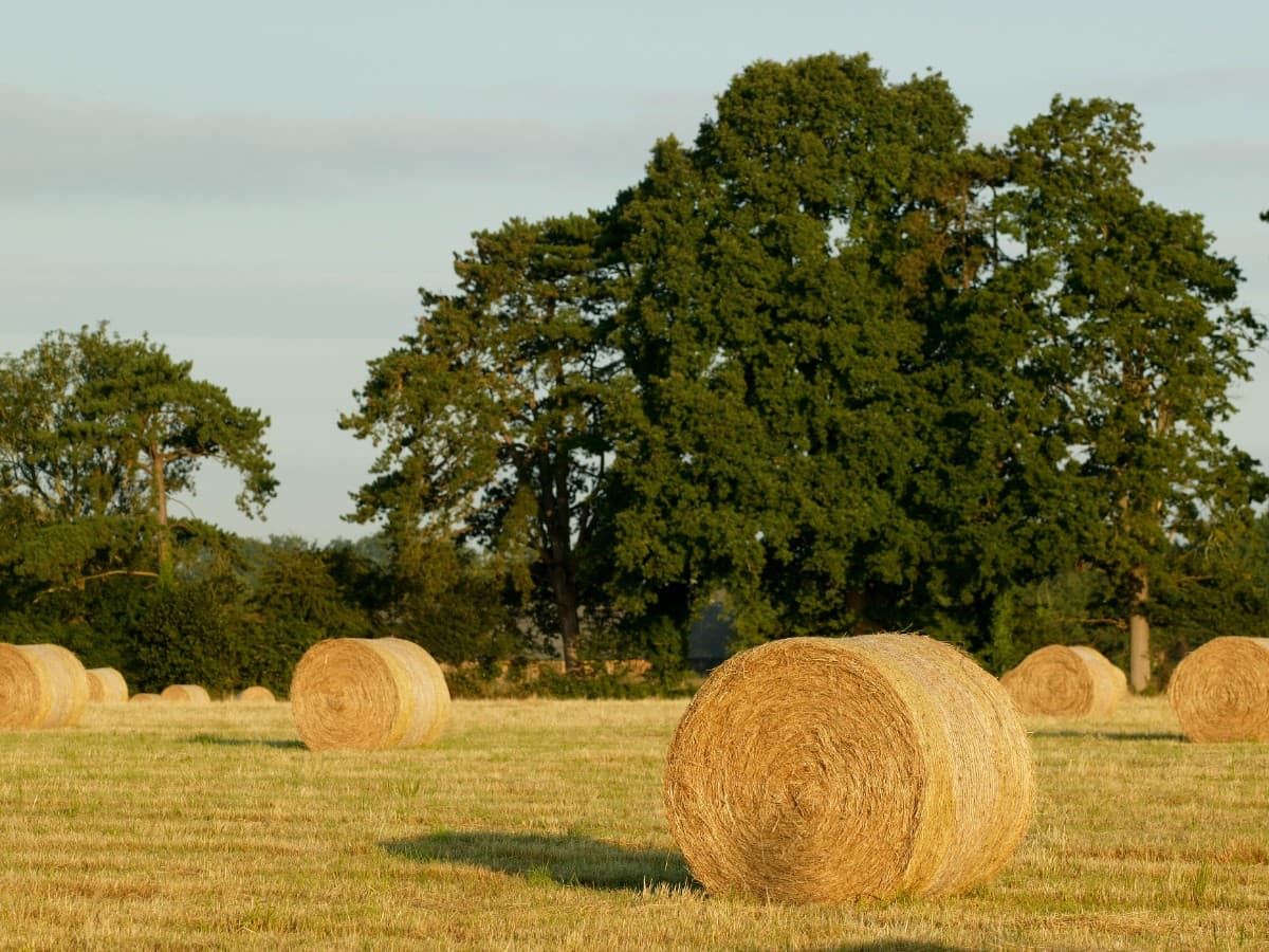 Campagne augeronne