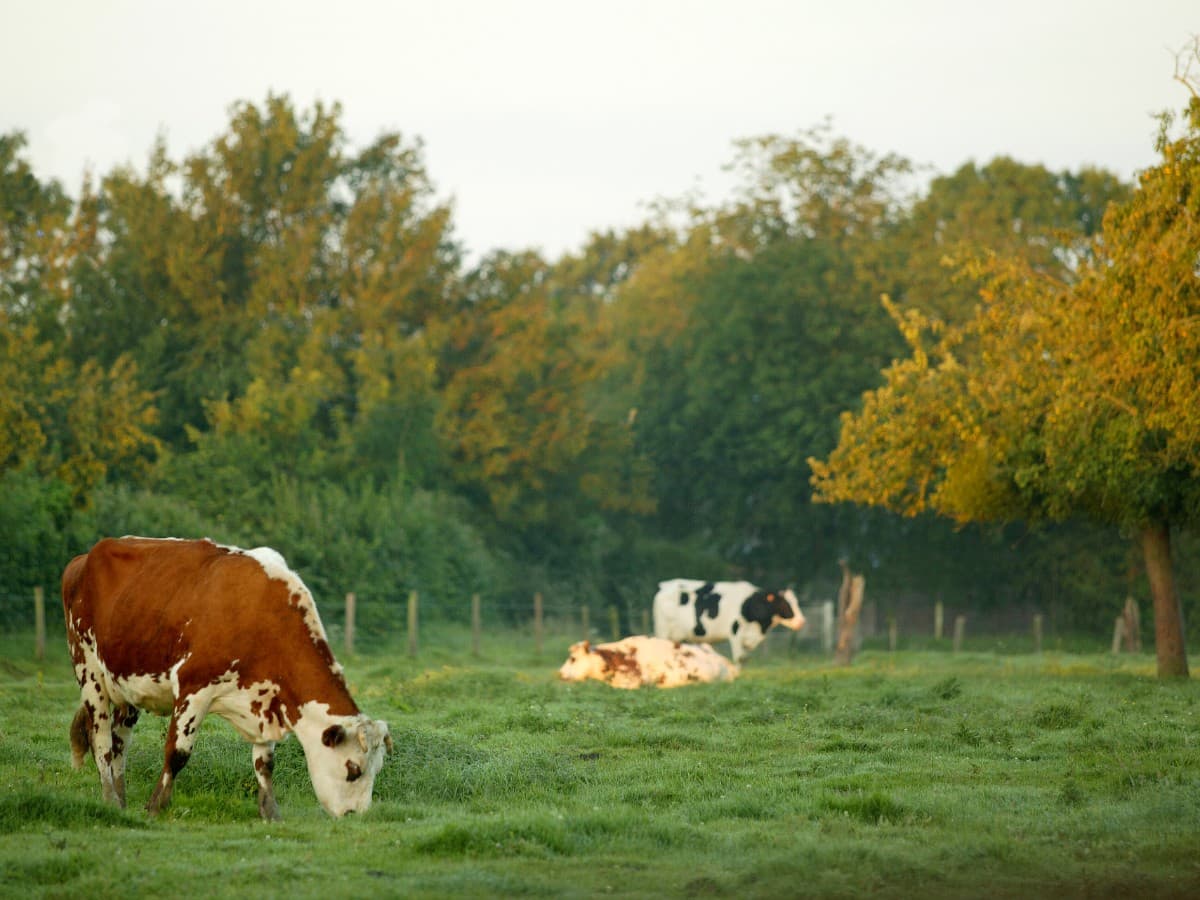 Campagne