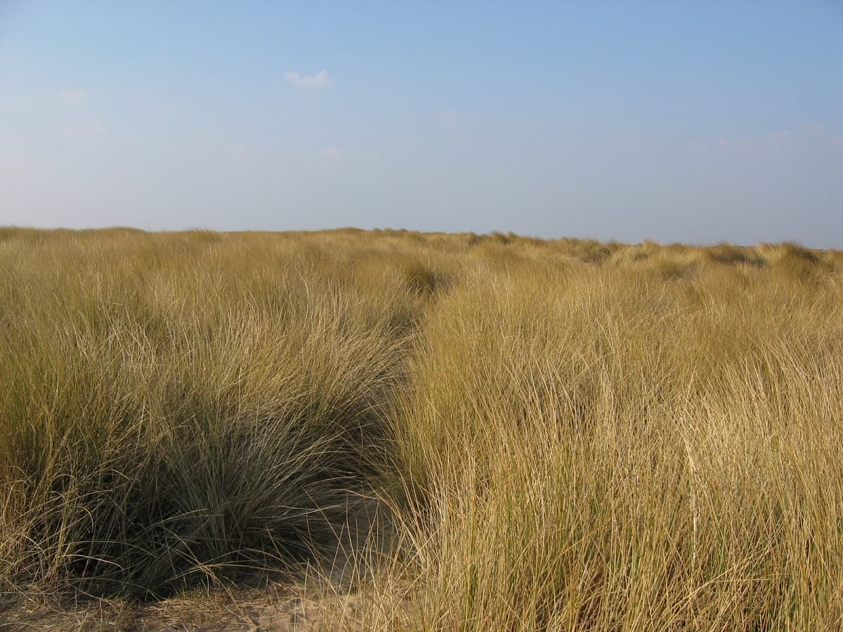 Dunes_CPIE