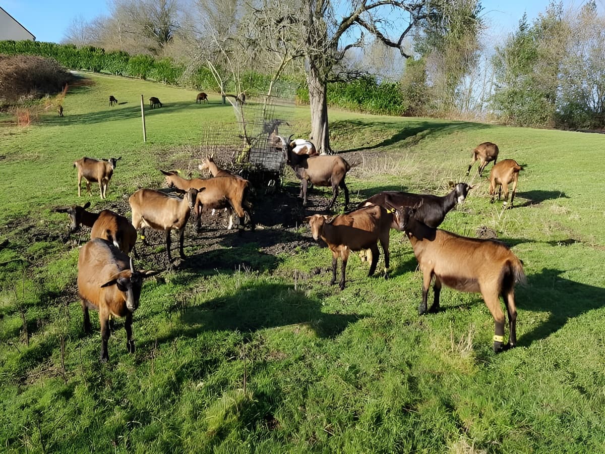 Ferme-Chevriere-MesnilEudes-groupe