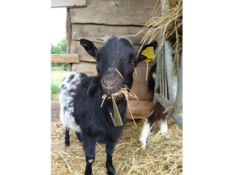 Ferme pédagogique Aux Prés d'Ecouves
