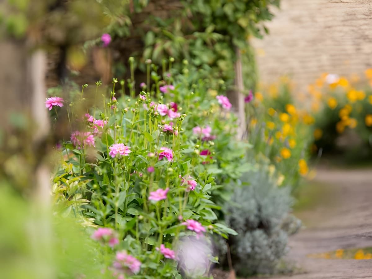 Fleurs-chartreuses-jardin-c