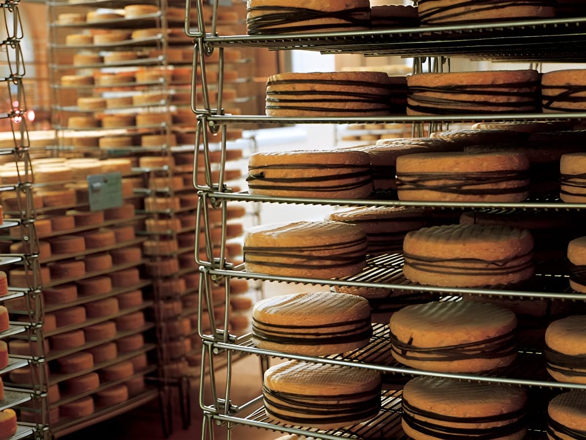 Affinage des livarots à la Fromagerie de Livarot