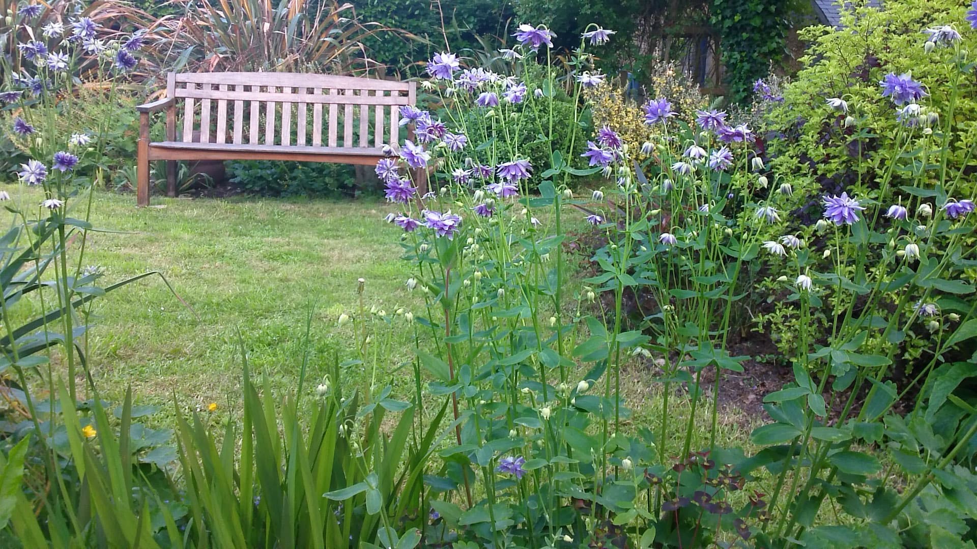 Le Jardin du Marais - Les Gunneras