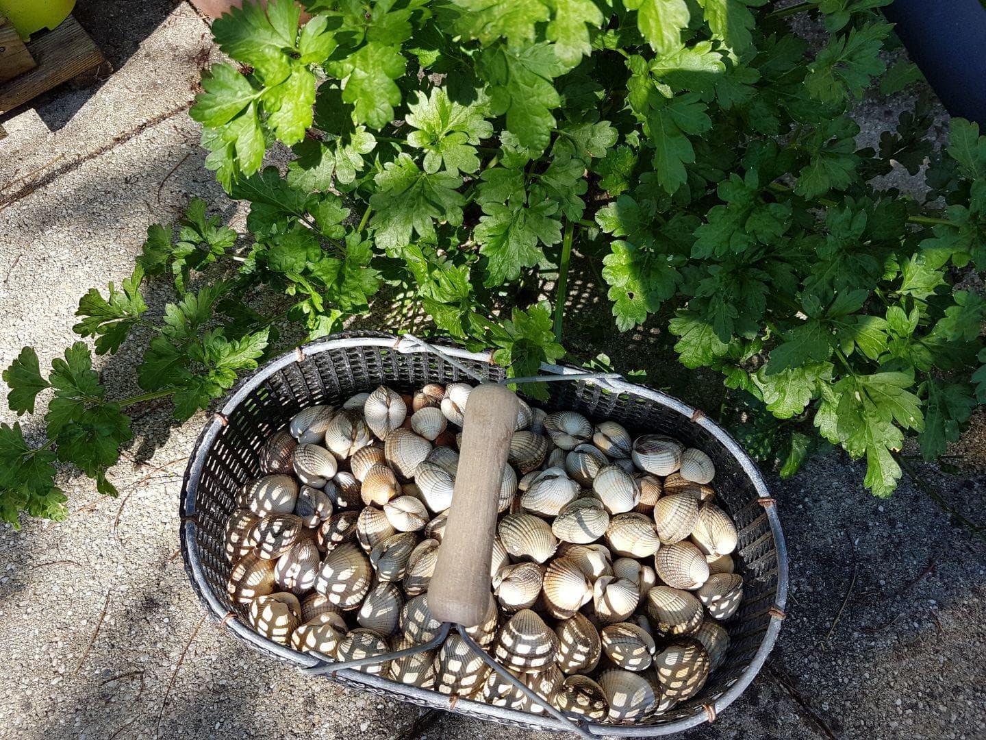 Les Gravelots