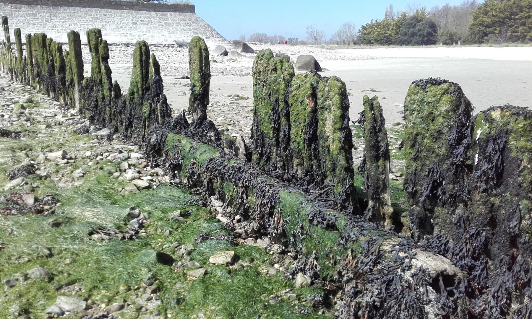 Les Gravelots
