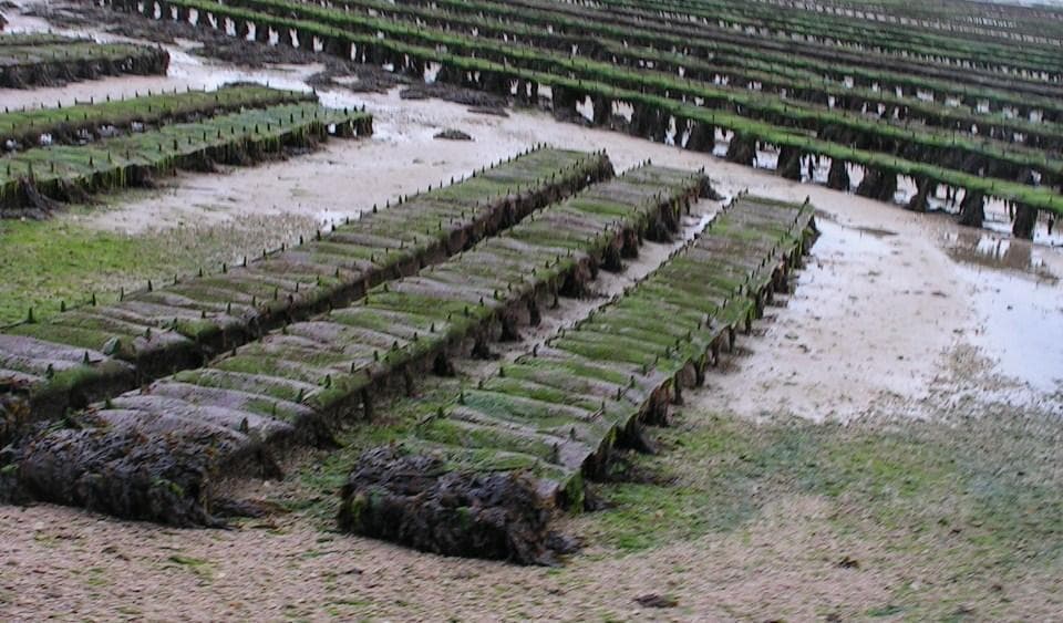 Les Gravelots