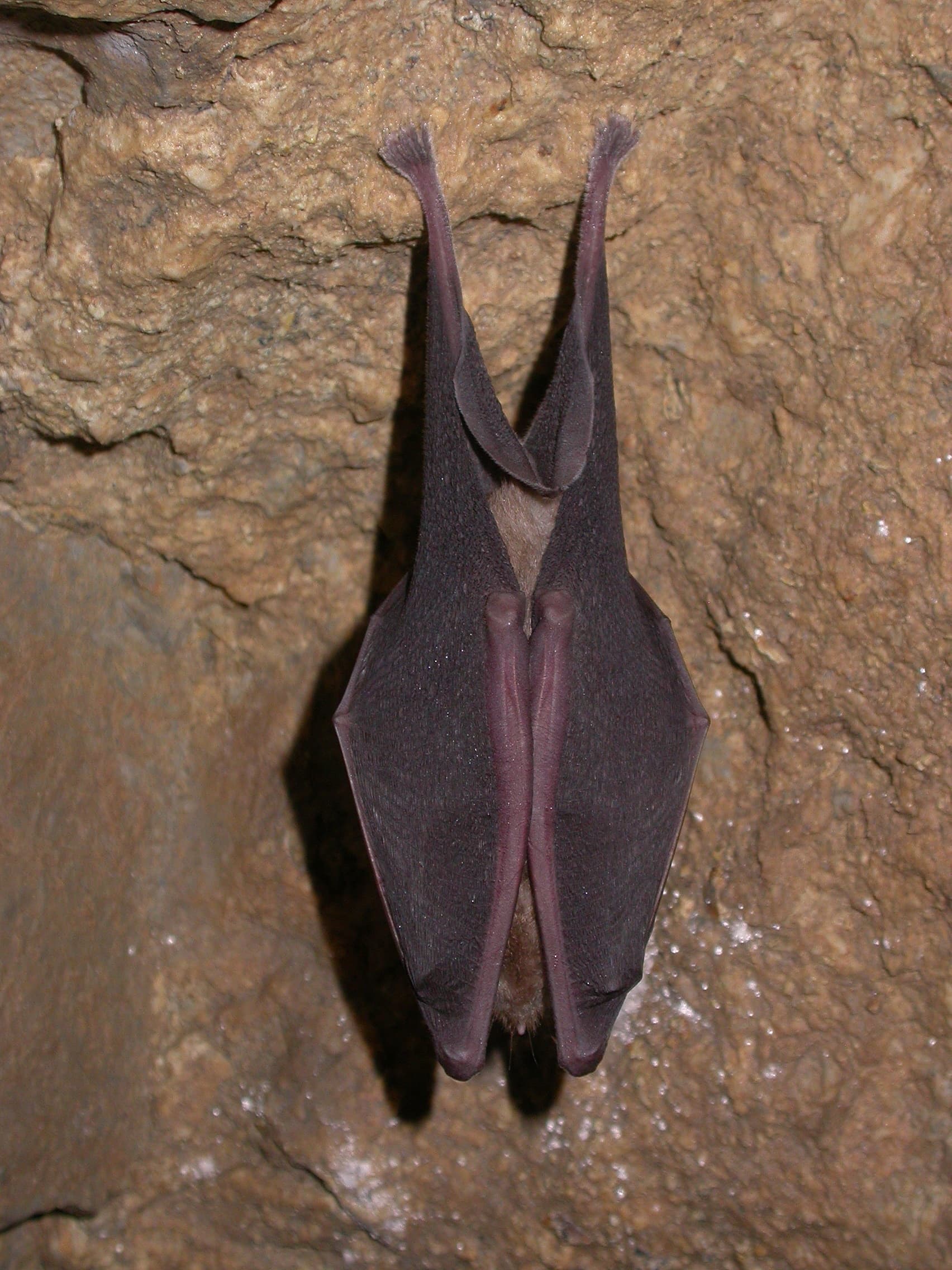 Grand Rhinolophe