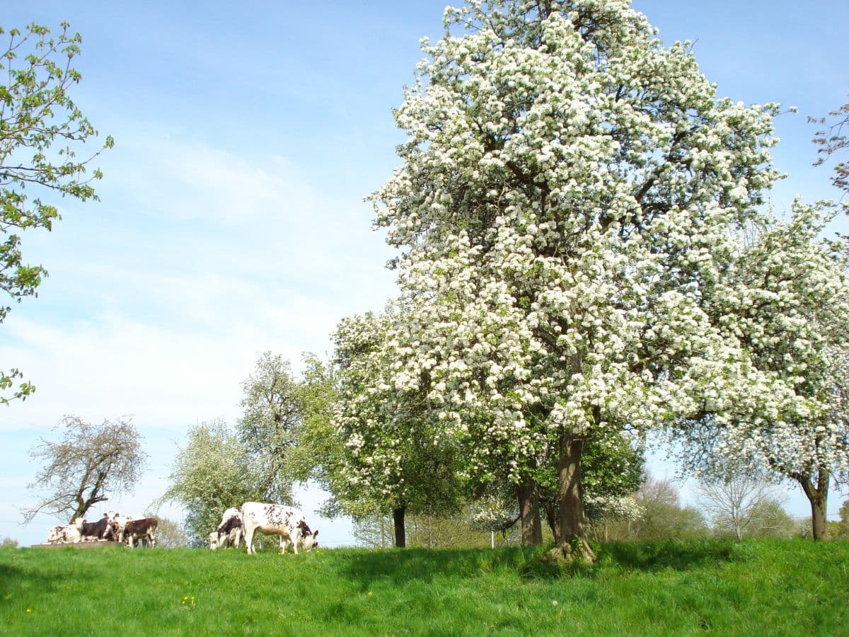 Grandparigny_Maison_Jehan5