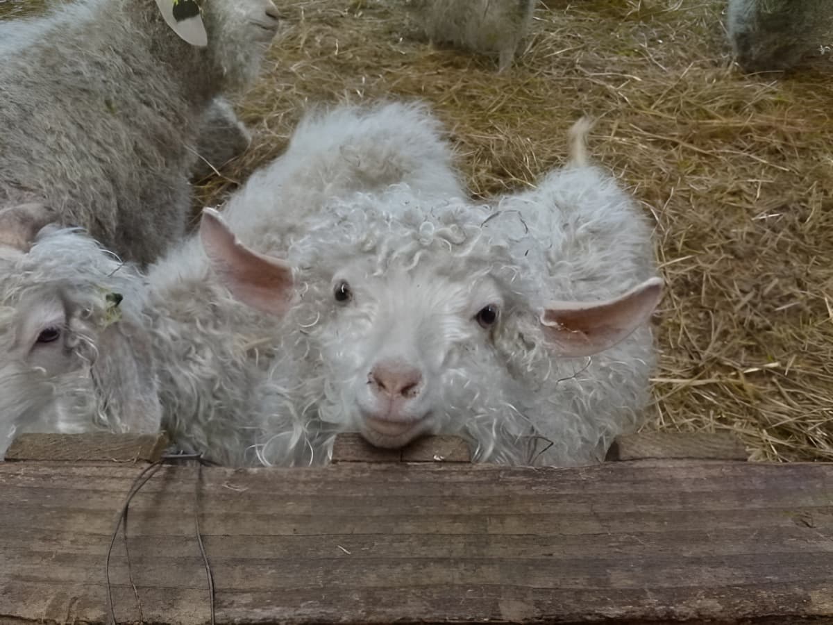 GrangeAuMohair