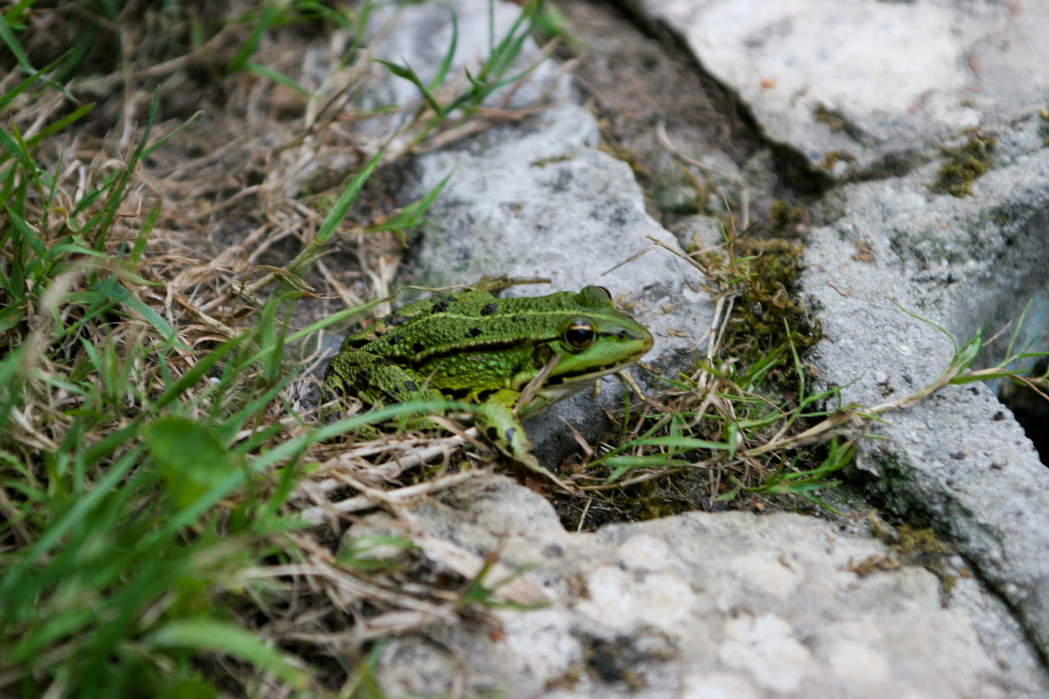 Grenouille-JP.BRUN