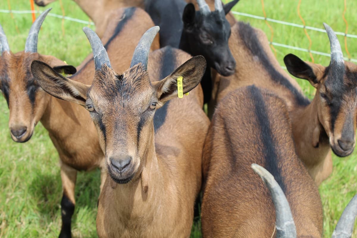 Gite à la ferme de miléli