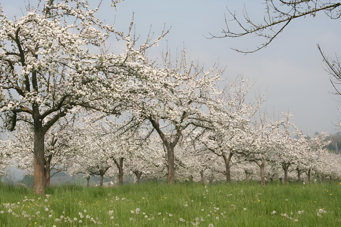 IMG_0987 basse