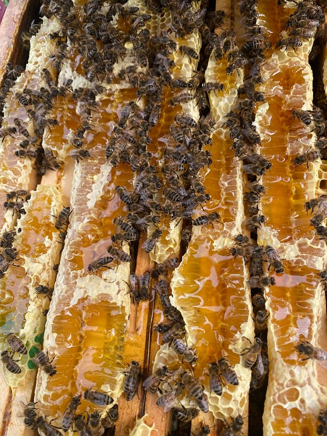 Les Abeilles du Lieu-Rémy